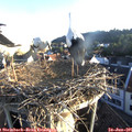 06_25-nest.jpg