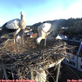 06_30-nest.jpg