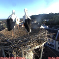 06_35-nest.jpg