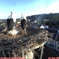 06_40-nest.jpg