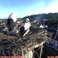 06_45-nest.jpg