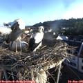 06_50-nest.jpg