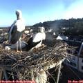 06_55-nest.jpg