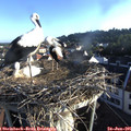 07_00-nest.jpg