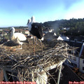07_10-nest.jpg