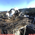 07_15-nest.jpg