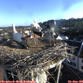 07_20-nest.jpg