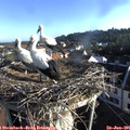 07_25-nest.jpg