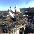 07_30-nest.jpg
