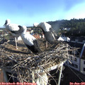 07_35-nest.jpg