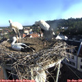 07_40-nest.jpg