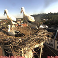 07_45-nest.jpg