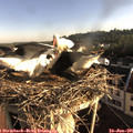 07_50-nest.jpg