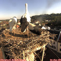 07_55-nest.jpg