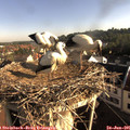 08_00-nest.jpg