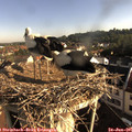 08_05-nest.jpg