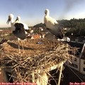 08_10-nest.jpg