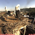 08_15-nest.jpg