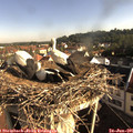 08_20-nest.jpg