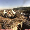 08_25-nest.jpg