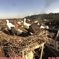 08_30-nest.jpg