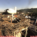 08_35-nest.jpg