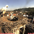 08_40-nest.jpg
