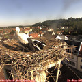08_45-nest.jpg
