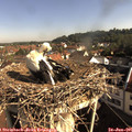 08_50-nest.jpg