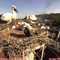 08_55-nest.jpg