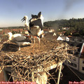 09_00-nest.jpg