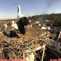 09_05-nest.jpg