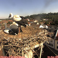 09_10-nest.jpg