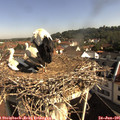 09_15-nest.jpg