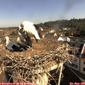 09_20-nest.jpg