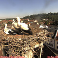 09_25-nest.jpg