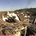 09_30-nest.jpg