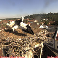 09_35-nest.jpg