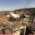09_45-nest.jpg
