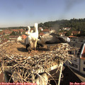 09_50-nest.jpg