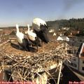 09_55-nest.jpg