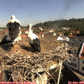 10_00-nest.jpg