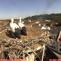 10_05-nest.jpg