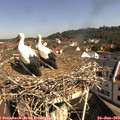 10_10-nest.jpg