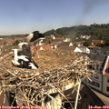 10_15-nest.jpg