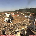10_20-nest.jpg