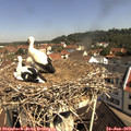 10_25-nest.jpg