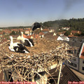 10_30-nest.jpg