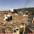 10_35-nest.jpg
