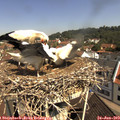 10_45-nest.jpg